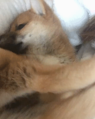 動物,犬,猫,しつけ,飼い方,育て方,病気,健康