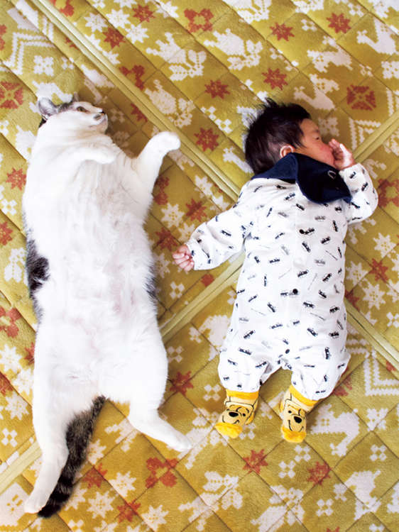 動物,犬,猫,しつけ,飼い方,育て方,病気,健康