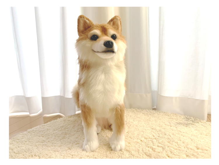 動物,犬,猫,しつけ,飼い方,育て方,病気,健康