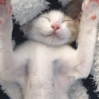 動物,犬,猫,しつけ,飼い方,育て方,病気,健康