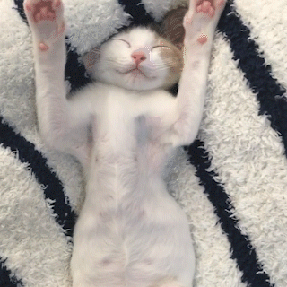 動物,犬,猫,しつけ,飼い方,育て方,病気,健康