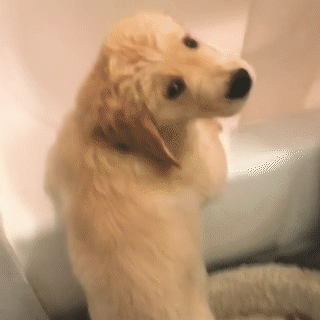 動物,犬,猫,しつけ,飼い方,育て方,病気,健康