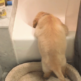 動物,犬,猫,しつけ,飼い方,育て方,病気,健康