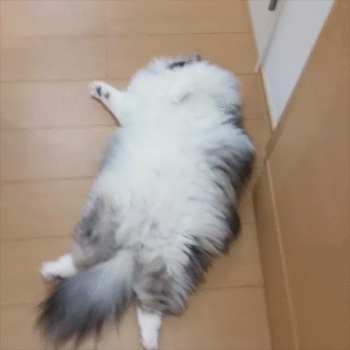 動物,犬,猫,しつけ,飼い方,育て方,病気,健康