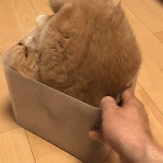 動物,犬,猫,しつけ,飼い方,育て方,病気,健康