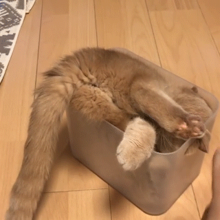 動物,犬,猫,しつけ,飼い方,育て方,病気,健康