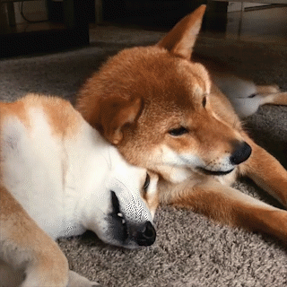 動物,犬,猫,しつけ,飼い方,育て方,病気,健康