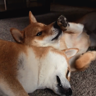 動物,犬,猫,しつけ,飼い方,育て方,病気,健康