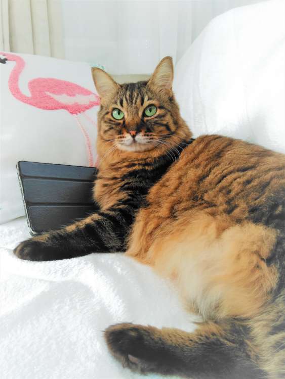 猫 ネコ 長毛猫 ひまわり オーダーメイドぬいぐるみ