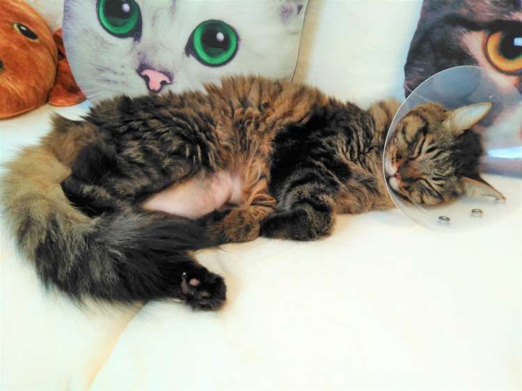 猫 ネコ 長毛猫 ひまわり オーダーメイドぬいぐるみ