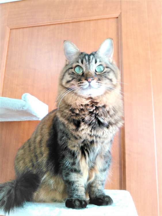 猫 ネコ 長毛猫 ひまわり オーダーメイドぬいぐるみ