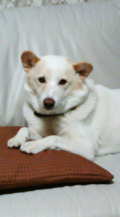 動物,犬,猫,しつけ,飼い方,育て方,病気,健康