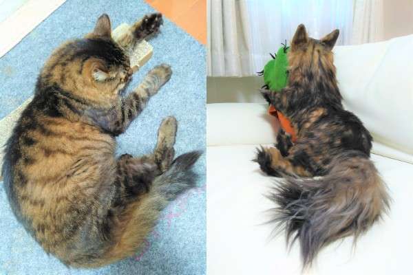 猫 ネコ 長毛猫 ひまわり オーダーメイドぬいぐるみ