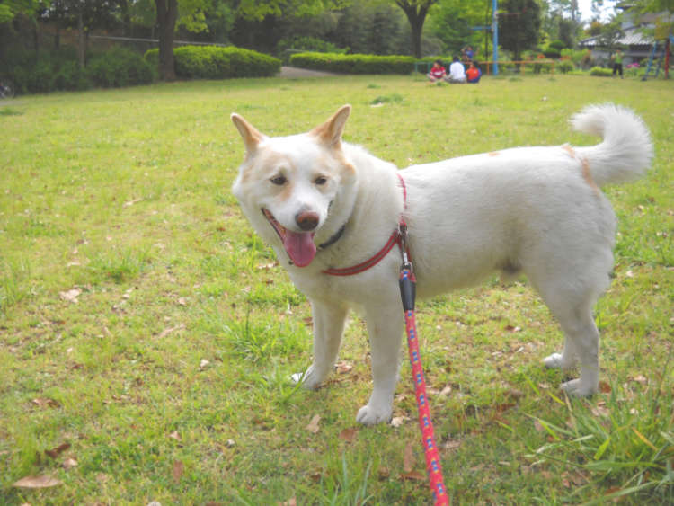 動物,犬,猫,しつけ,飼い方,育て方,病気,健康