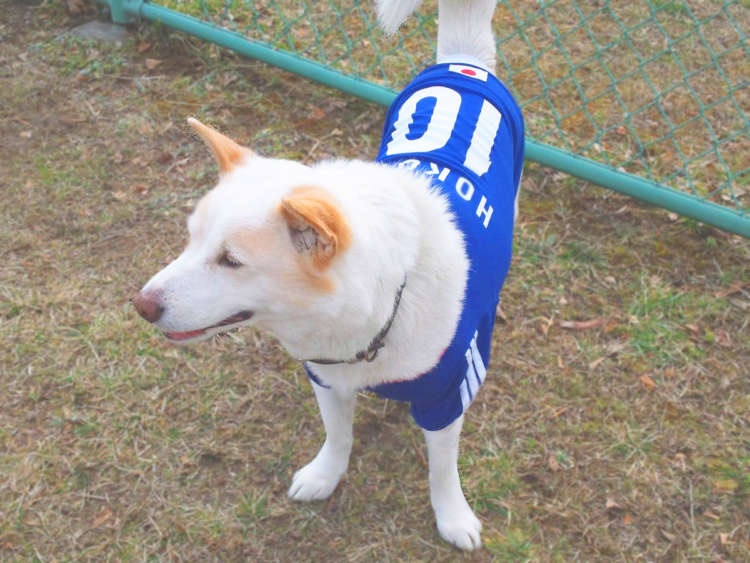 動物,犬,猫,しつけ,飼い方,育て方,病気,健康