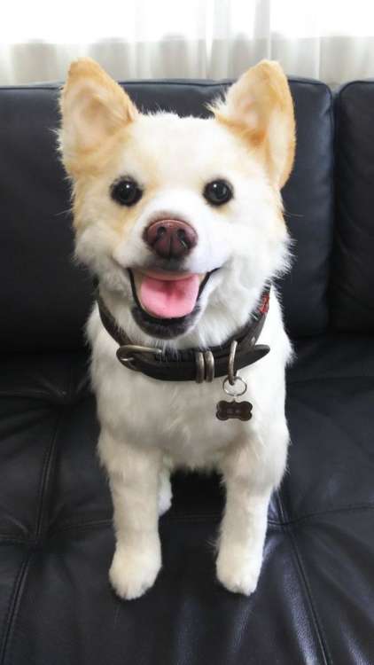 動物,犬,猫,しつけ,飼い方,育て方,病気,健康