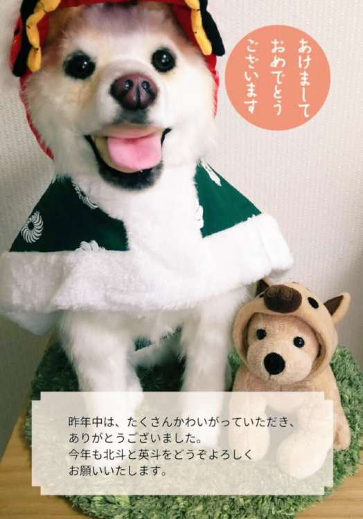 動物,犬,猫,しつけ,飼い方,育て方,病気,健康