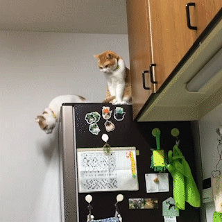 動物,犬,猫,しつけ,飼い方,育て方,病気,健康