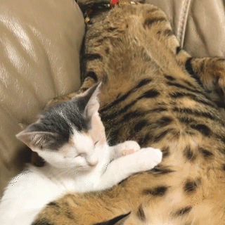 動物,犬,猫,しつけ,飼い方,育て方,病気,健康