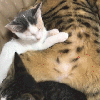 動物,犬,猫,しつけ,飼い方,育て方,病気,健康