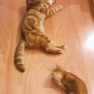 動物,犬,猫,しつけ,飼い方,育て方,病気,健康