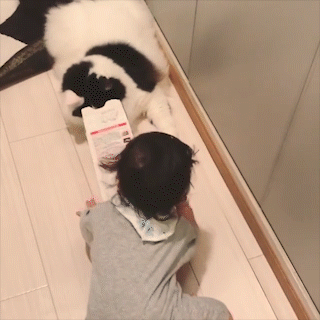 動物,犬,猫,しつけ,飼い方,育て方,病気,健康