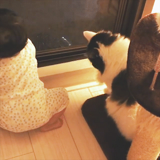 動物,犬,猫,しつけ,飼い方,育て方,病気,健康