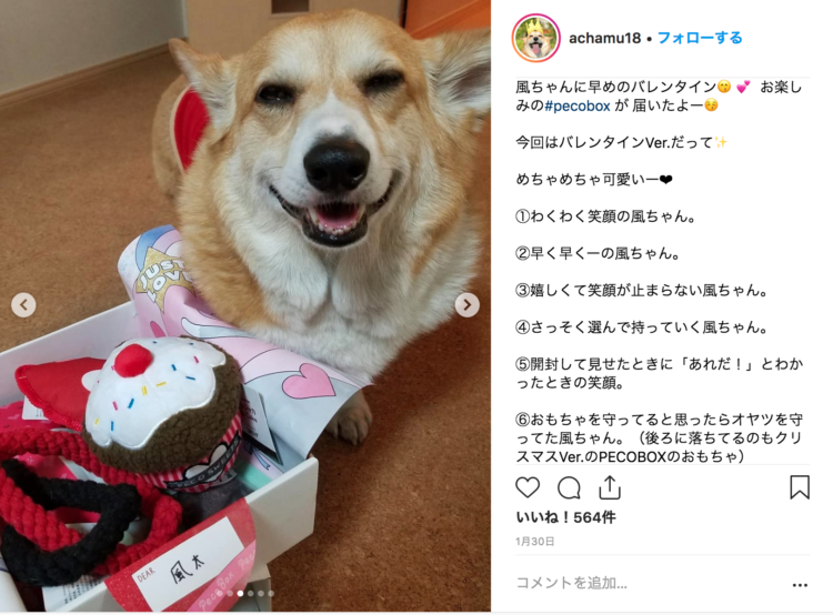 動物,犬,猫,しつけ,飼い方,育て方,病気,健康