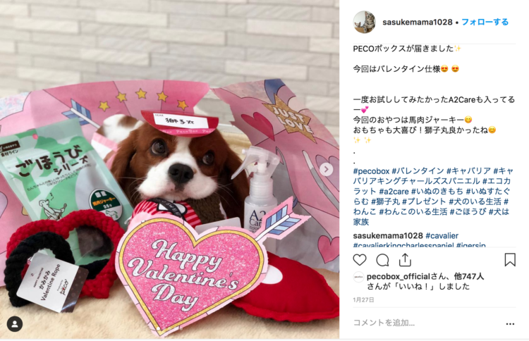 動物,犬,猫,しつけ,飼い方,育て方,病気,健康