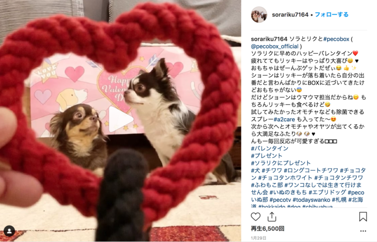動物,犬,猫,しつけ,飼い方,育て方,病気,健康