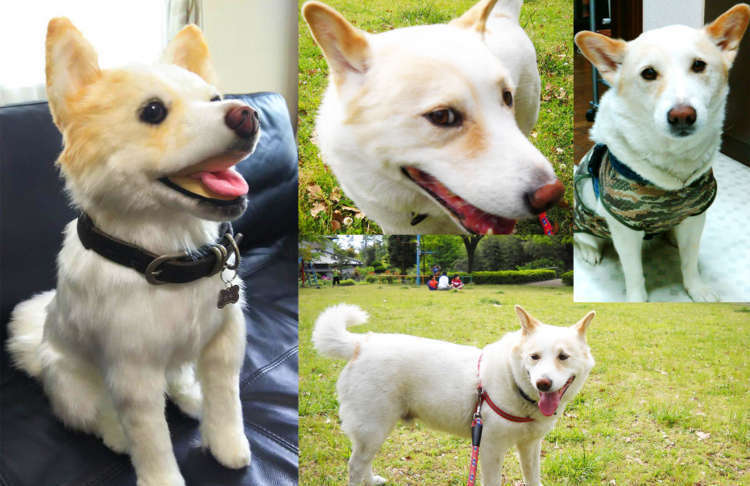 『歳をかさねるごとに深まる愛おしさ』愛犬・北斗と過ごした18年5ヶ月。そして…