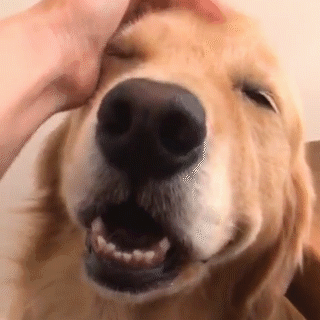 動物,犬,猫,しつけ,飼い方,育て方,病気,健康
