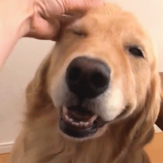 動物,犬,猫,しつけ,飼い方,育て方,病気,健康