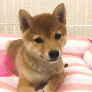 動物,犬,猫,しつけ,飼い方,育て方,病気,健康