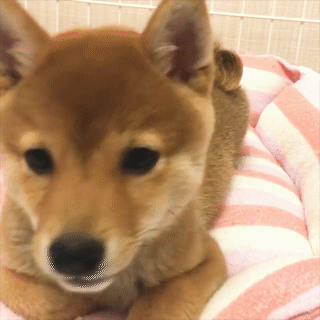 動物,犬,猫,しつけ,飼い方,育て方,病気,健康