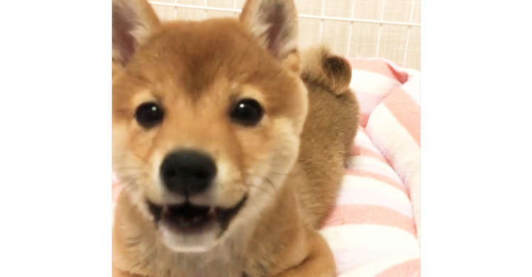 【レンズの前では女優!】カメラに気づくと、目をキラキラさせ近づいてくる柴犬ちゃんに…やられた♡