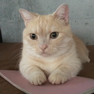 動物,犬,猫,しつけ,飼い方,育て方,病気,健康