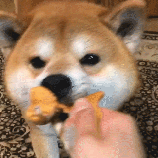 動物,犬,猫,しつけ,飼い方,育て方,病気,健康
