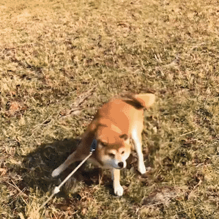 動物,犬,猫,しつけ,飼い方,育て方,病気,健康