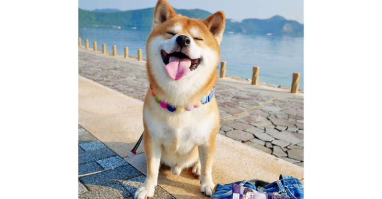 元気たっぷり笑顔盛りだくさん! 柴犬『べりやん』君のウキウキな毎日に、心から癒やされる(*´ω`)♡