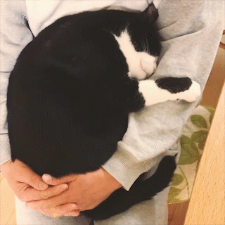 動物,犬,猫,しつけ,飼い方,育て方,病気,健康