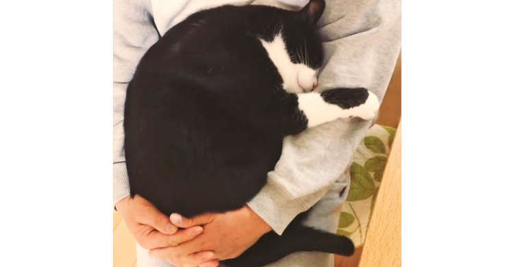 「もう離れないニャ!」パパに抱っこされて、甘えモード全開なニャンコ♡ 見ていると口元が緩む21秒♪