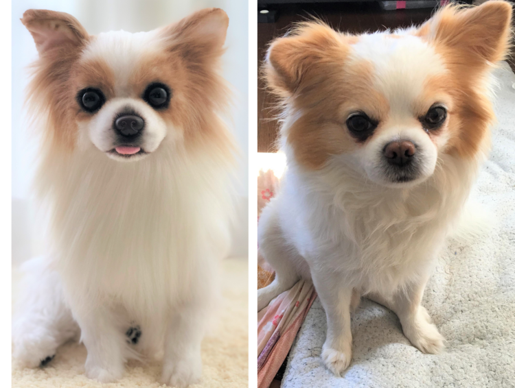 動物,犬,猫,しつけ,飼い方,育て方,病気,健康