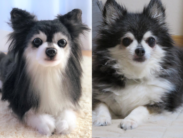 動物,犬,猫,しつけ,飼い方,育て方,病気,健康