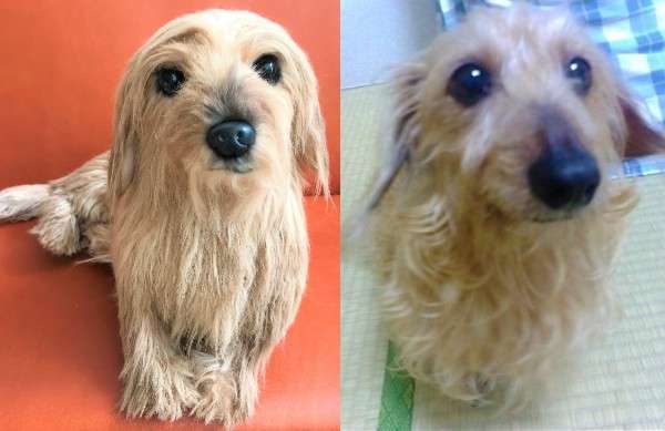 犬 ミニチュアダックスフンド ぬいぐるみ オーダーメイド