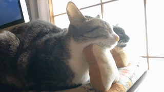 動物,犬,猫,しつけ,飼い方,育て方,病気,健康