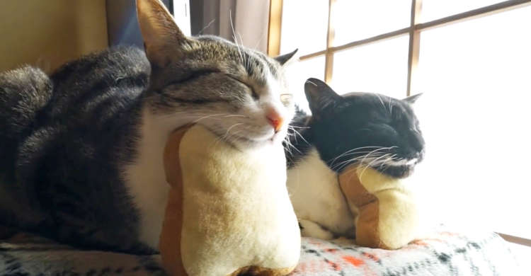 まるで2体のスフィンクス♪ クッションに顎を乗せ、安心しきって眠るニャンコたちにほっこり(*´ェ`)