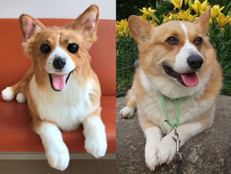 動物,犬,猫,しつけ,飼い方,育て方,病気,健康