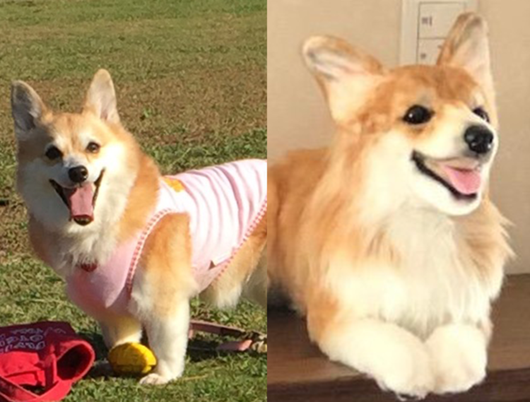 動物,犬,猫,しつけ,飼い方,育て方,病気,健康