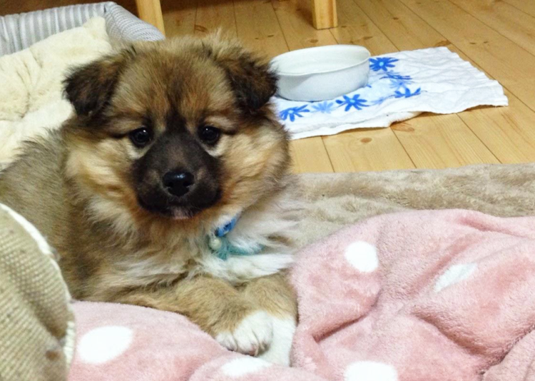 動物,犬,猫,しつけ,飼い方,育て方,病気,健康